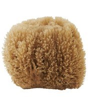 Meraki Svamp Caribbean Sea